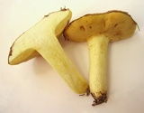 Suillus weaverae image