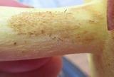 Suillus weaverae image