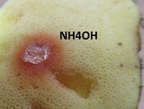 Suillus weaverae image