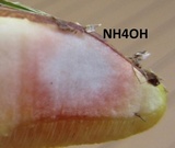 Suillus weaverae image