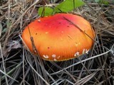 Amanita amerimuscaria image