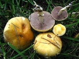 Stropharia coronilla image