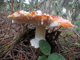 Amanita amerimuscaria image