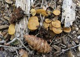 Kuehneromyces lignicola image