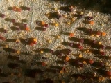Phyllactinia guttata image