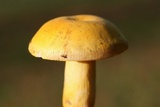 Russula flavida image