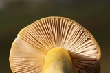 Russula flavida image