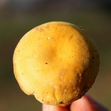 Russula flavida image