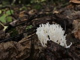 Ramariopsis kunzei image