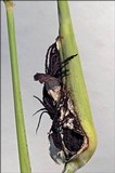 Sphacelotheca reiliana image
