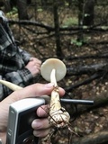 Amanita sect. Vaginatae image