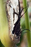 Sphacelotheca reiliana image