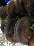 Ischnoderma benzoinum image