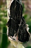 Sphacelotheca reiliana image