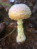 Amanita persicina image