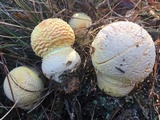 Amanita persicina image