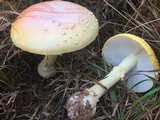 Amanita persicina image