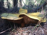 Buchwaldoboletus hemichrysus image