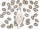 Inocybe godeyi image