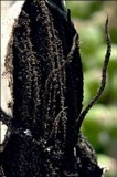 Sphacelotheca reiliana image