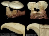 Macrocybe titans image
