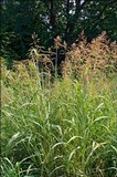 Sphacelotheca reiliana image