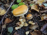 Cortinarius triumphans image