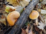 Cortinarius triumphans image