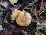 Cortinarius triumphans image