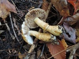 Cortinarius triumphans image