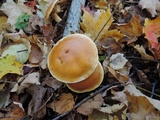 Cortinarius triumphans image