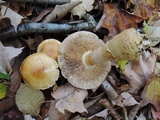 Cortinarius triumphans image