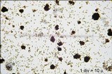 Sphacelotheca reiliana image