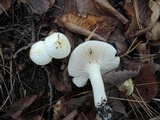 Hygrophorus chrysodon image