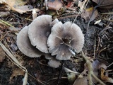 Tricholoma atrosquamosum image