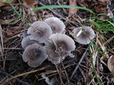 Tricholoma atrosquamosum image