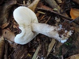Tricholoma michiganense image