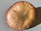 Gymnopilus luteofolius image