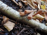 Macrotyphula fistulosa var. fistulosa image
