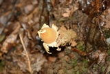 Calostoma lutescens image