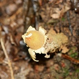 Calostoma lutescens image