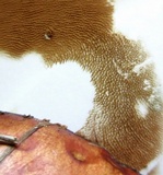 Suillus weaverae image