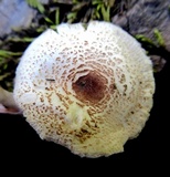 Lepiota cristata image