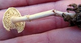 Lepiota cristata image