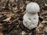 Amanita polypyramis image