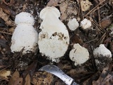 Amanita polypyramis image