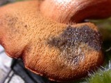 Chalciporus piperatoides image