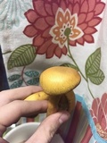 Gymnopilus luteus image