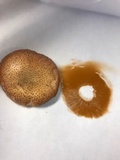 Gymnopilus luteofolius image