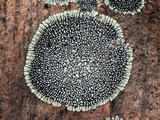 Dimelaena oreina image